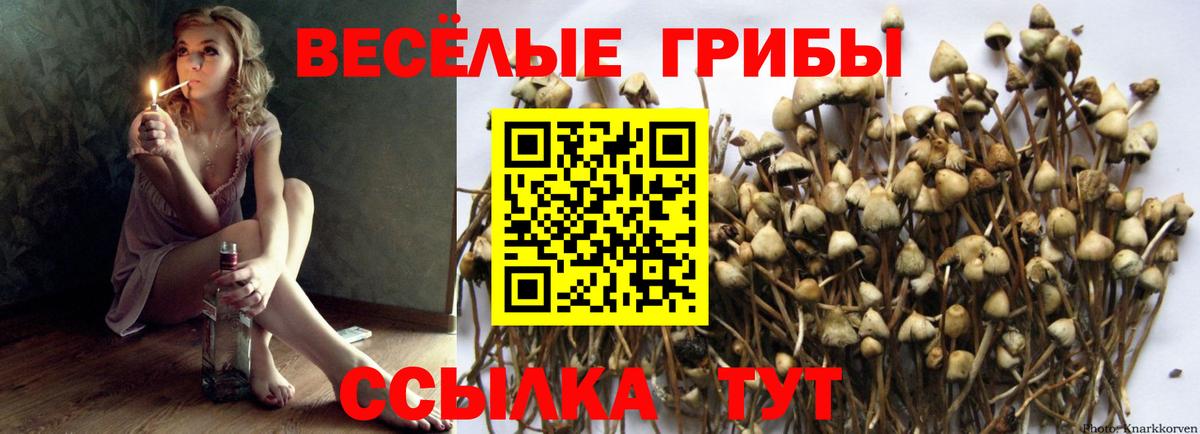 магазин продажи   Галлюциногенные грибы Cubensis  Вход с VPN  Псилоцибиновые грибы Psilocybine cubensis  Нижнеудинск 